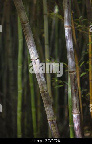 The Historical Botanical Garden La Concepcion in Malaga city at Andalusia, Spain, Europe. Close-up of bamboo stalks, showcasing their texture and colo Stock Photo