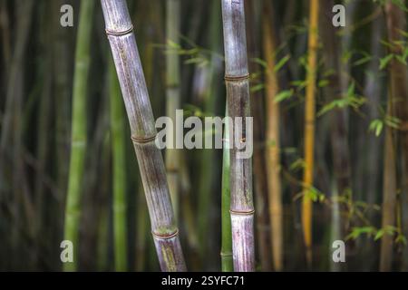 The Historical Botanical Garden La Concepcion in Malaga city at Andalusia, Spain, Europe. Close-up of bamboo stalks, showing texture and color variati Stock Photo