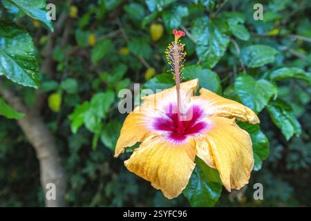 The Historical Botanical Garden La Concepcion in Malaga city at Andalusia, Spain, Europe. A vibrant hibiscus flower in full bloom, showcasing its deli Stock Photo