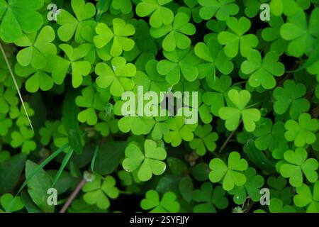 four leaf clover on green shamrock background Stock Photo