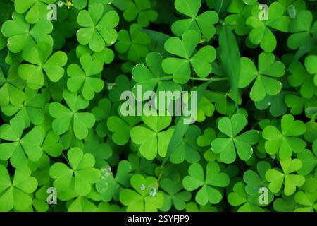 four leaf clover on green shamrock background Stock Photo