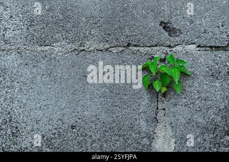 a Small plant with green leaves is growth on the grey textured wall made from bricks, with negative space for text input. Agriculture Background Stock Photo