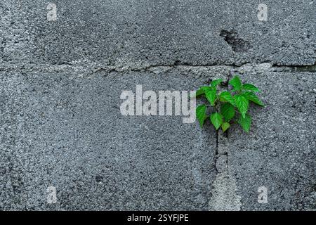 a Small plant with green leaves is growth on the grey textured wall made from bricks, with negative space for text input. Agriculture Background Stock Photo