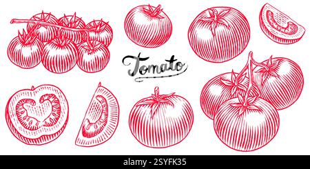 Set of tasty and fresh red tomatoes, hand drawn vegetables in engraved old traditional style. sketch or linework drawing for product or food store Stock Vector