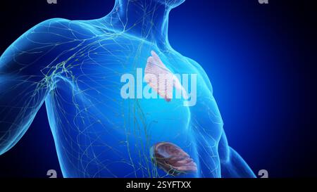 Lymphatic system including the spleen and thymus gland, illustration ...