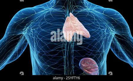 Illustration of the human lymphatic system, including lymph nodes ...