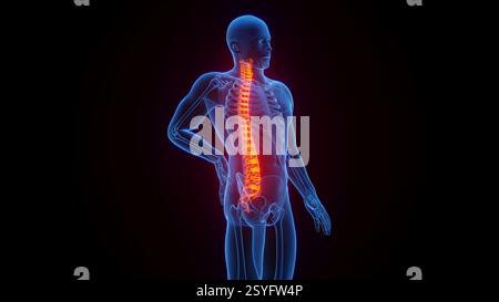 Back bones, illustration Stock Photo - Alamy