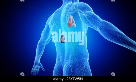 Illustration of the human lymphatic system, including lymph nodes ...