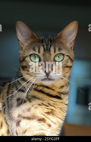 Emerald Eyes: The Majestic Gaze of a Bengal Cat - Gigapixel Stock Photo