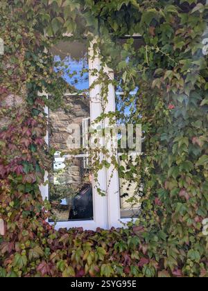 Virginia Creeper Plant Obscuring The Old White Window Frame On An Old Farm House/ Barn, British Isles Stock Photo