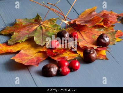 Autumn maple leaves, chestnuts and red berries on a wooden table. Stock Photo