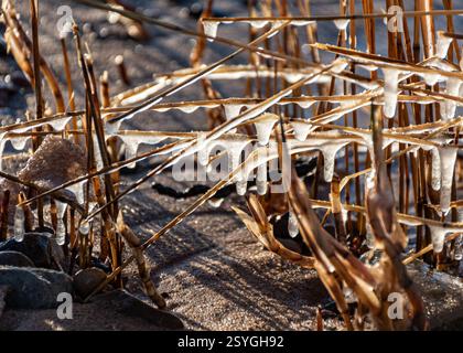 frozen pieces of ice shine in the backlight on blades of grass, winter Stock Photo