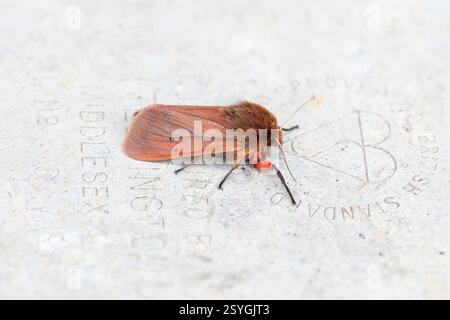 Ruby Tiger Moth; Phragmatobia fuliginosa; on Metal; UK Stock Photo