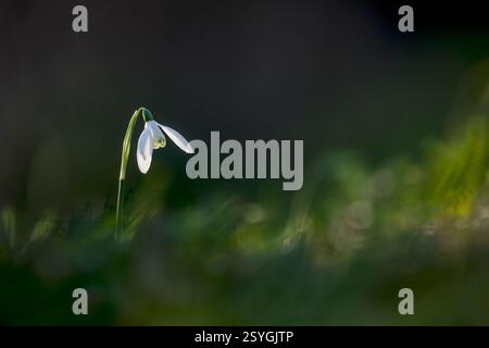 Snowdrop; Flower; Winter; UK Stock Photo