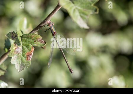 Willow Emerald Damselfly; Chalcolestes viridis; Female; UK Stock Photo