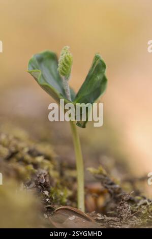 European beech (Fagus sylvatica), beech seedling in spring, Oberhausen, Ruhr area, North Rhine-Westphalia, Germany, Europe Stock Photo