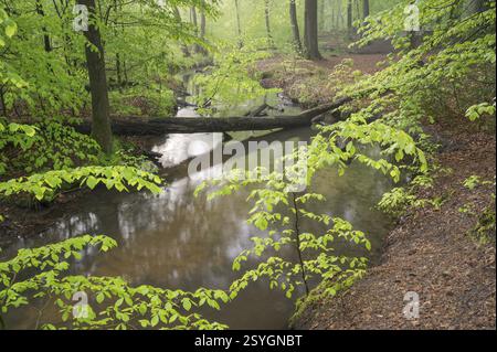 Stream and beech forest in spring, with fresh beech leaves, Oberhausen, Ruhr area, North Rhine-Westphalia, Germany, Europe Stock Photo