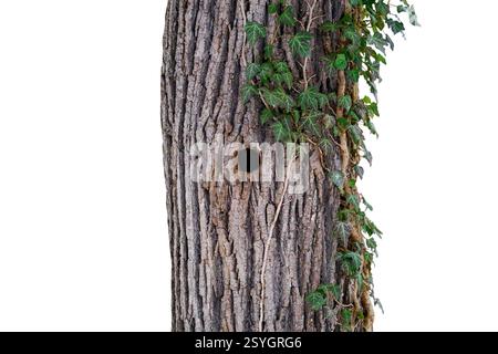 woodpecker hollow in oak tree with ivy isolated on white background Stock Photo