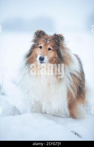 Long haired rough collie outside in winter snow Stock Photo