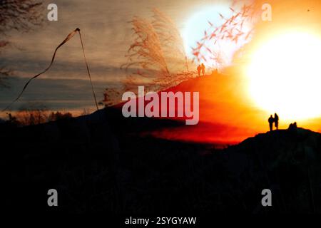 Silhouettes of couple standing on a hill with pampas grass and a large orange setting sun. Natural background filled with sunlight. Nature and people. Stock Photo