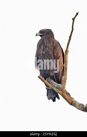 Black Eagle (Ictinaetus malaiensis) from Kaziranga NP, Assam, India. Stock Photo