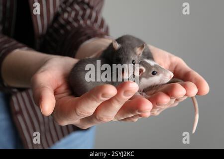 Woman with adorable little rats on grey background, closeup Stock Photo