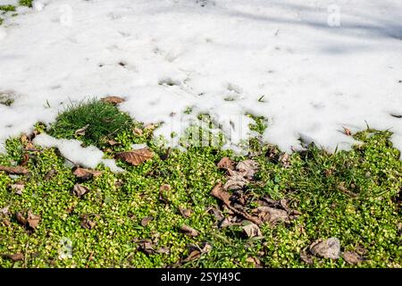 Melting snow in spring. A lawn with snow patches and green grass peeking out from under the snow. Stock Photo