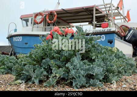 Crambe maritima. Sea kale growing near fishing boats on Aldeburgh's shingle beach, Suffolk, East of England, UK Stock Photo