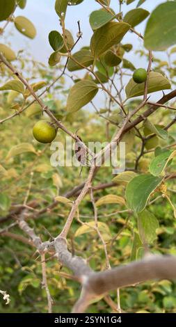 (Scutellera perplexa) Insecta Stock Photo - Alamy