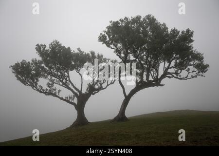Large ancient laurel trees shrouded in cloud in the forests of Fanal Stock Photo
