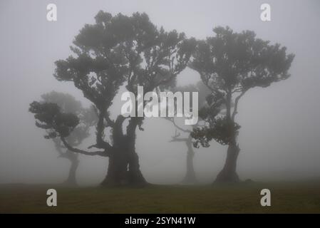 Large ancient laurel trees shrouded in cloud in the forests of Fanal Stock Photo