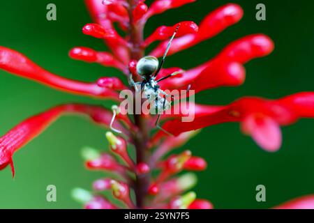 Macro shot of a Polyrhachis ant crawling on vibrant red flower petals. The ant's silver body contrasts with the flower's bright color. Hsinchu County, Stock Photo