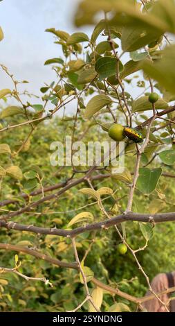 (Scutellera perplexa) Insecta Stock Photo - Alamy