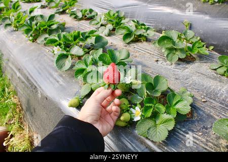 Hand holding a ripe red strawberry in a field. Organic farming and fresh fruit harvest concept with unripe strawberries and flowers in the background. Stock Photo