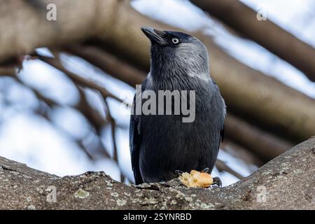 The Eurasian jackdaw, a black and grey bird with blue eyes, perching on a tree holding a dry piece of pastry. Branches in the background. Stock Photo