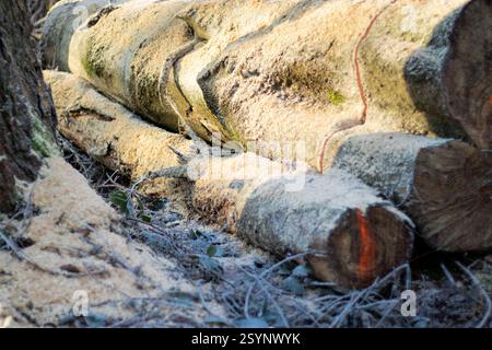Close up of log trunks pile. Sawn and marked trees from the forest  Stock Photo