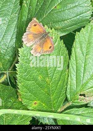 Gatekeeper (Pyronia tithonus), Insecta, Cornwall, UK Stock Photo