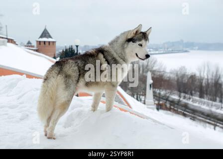 Siberian husky stands on snowy hill, gazing at expansive winter landscape. Overcast sky above adds gray toning to scene, with ancient building visible Stock Photo