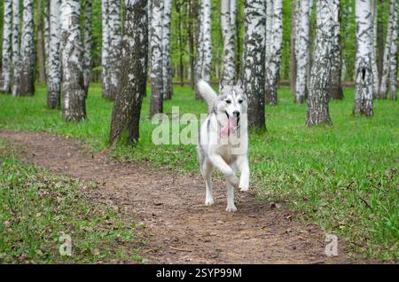 Siberian husky in mid-stride, running along narrow dirt path. Surrounded by tall birch trees, vibrant green forest provides lively backdrop. Overcast Stock Photo