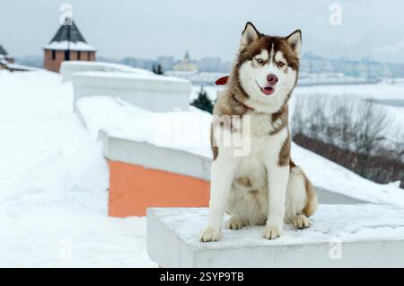 Siberian husky sits on snowy wall in urban area. Overcast sky and distant buildings create cold, serene atmosphere. Front view highlights dogs fur and Stock Photo