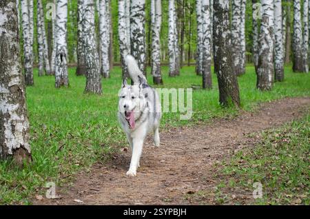 Siberian husky in mid-stride, running along narrow dirt path. Surrounded by tall birch trees, vibrant green forest provides lively backdrop. Overcast Stock Photo