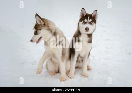 Two siberian huskies on snowy terrain, sitting side by side. Overcast lighting emphasizes their expressive eyes and thick coats. Contrast of warm fur Stock Photo