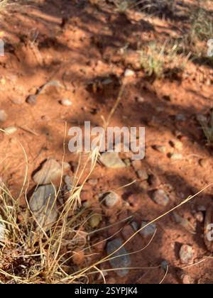 Texas grama (Bouteloua rigidiseta), Plantae, Abilene State Park, Tuscola, TX, US Stock Photo