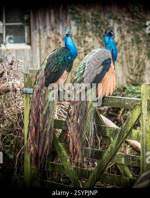 two Indian peacocks sitting on a gate Stock Photo