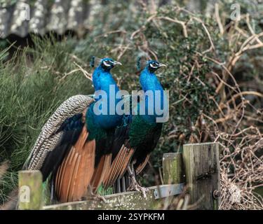 two Indian peacocks sitting on a gate Stock Photo
