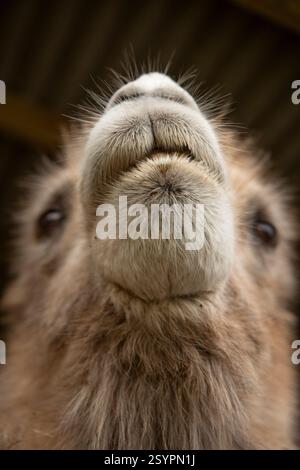 Bactrian camel, Camelus bactrianus Stock Photo