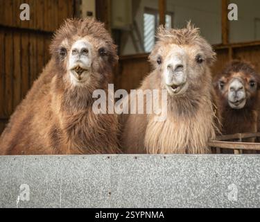 two Bactrian camels, with a third in background  Camelus bactrianus Stock Photo