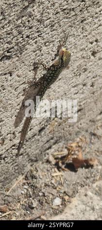 Lizard In Rome Rome Wall lizard (Podarcis muralis nigriventris Stock Photo - Alamy