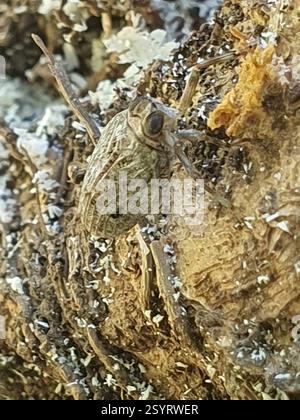 (Issus), Insecta, 10040, Zagreb, Croatia Stock Photo - Alamy