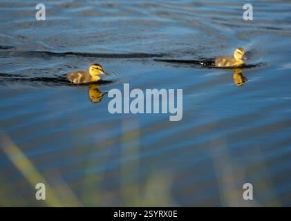 Two Blue-winged Teal Ducklings Make Ripples In Grebe Lake in Yellowstone Stock Photo